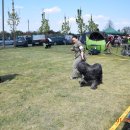 pieski3d 14